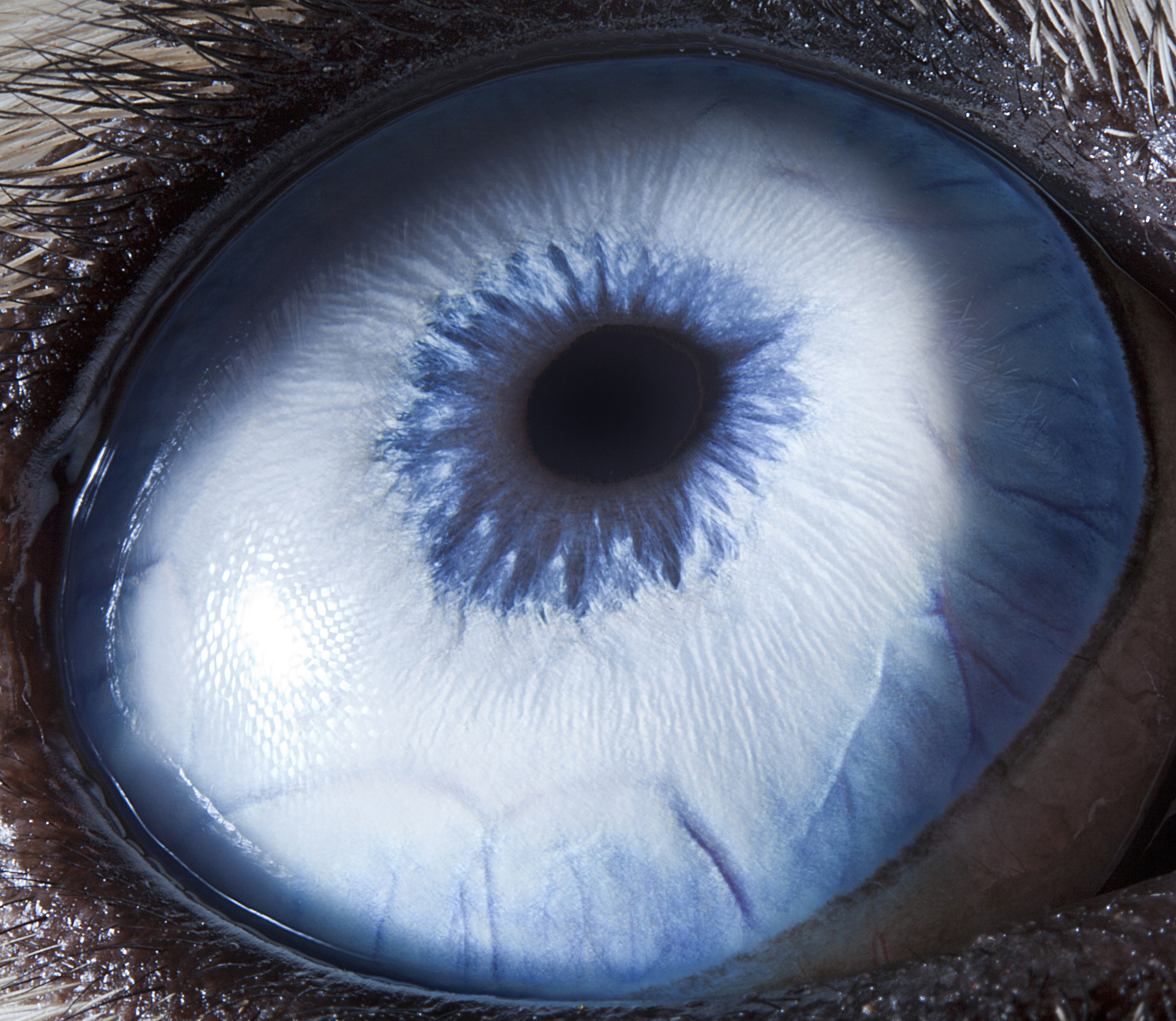 Экзотические глаза. Сурен Манвелян глаза. Сурен Манвелян фотограф. Голубые глаза. Ледяные глаза.