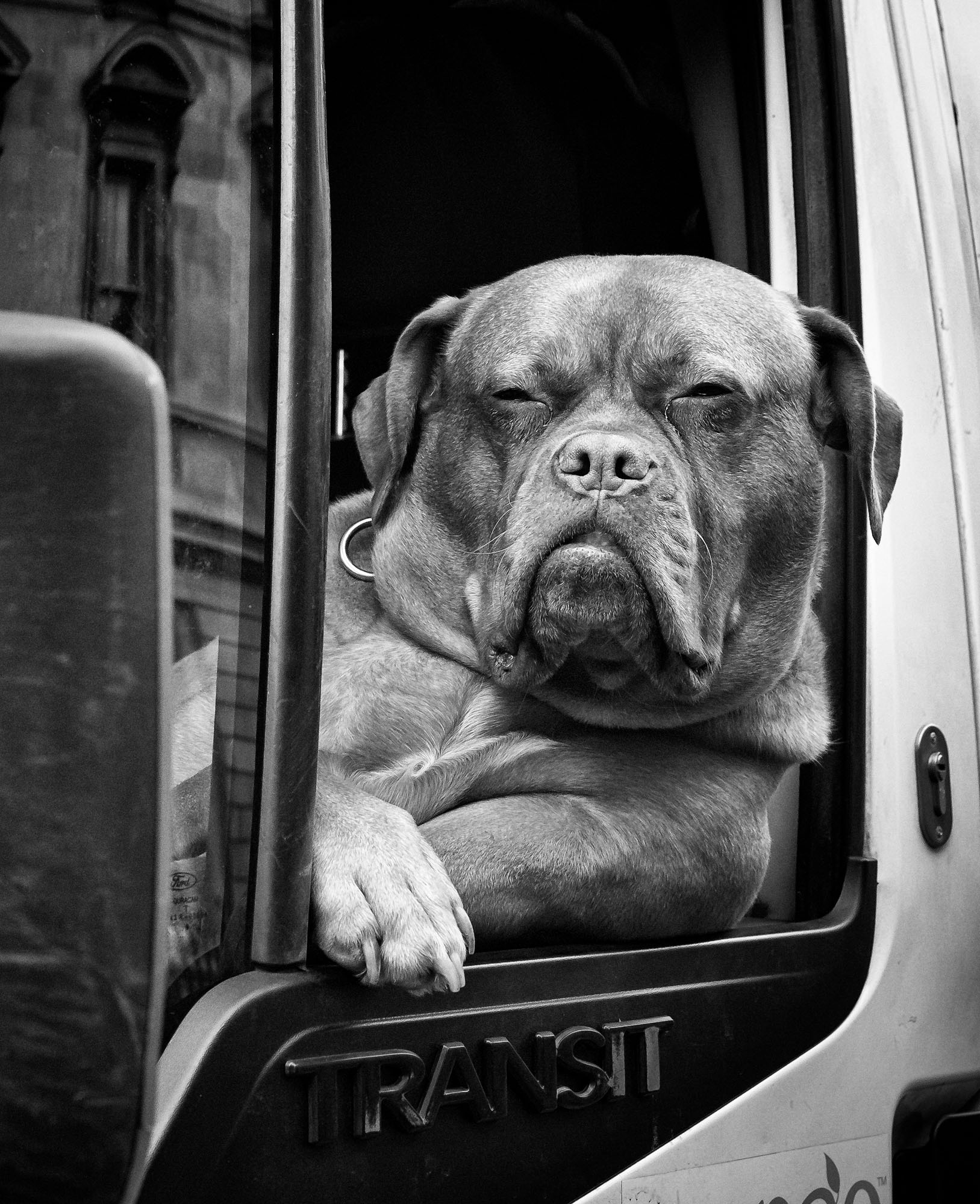 Пёс, охраняющий автомобиль. Фотограф Кристофер Гансон