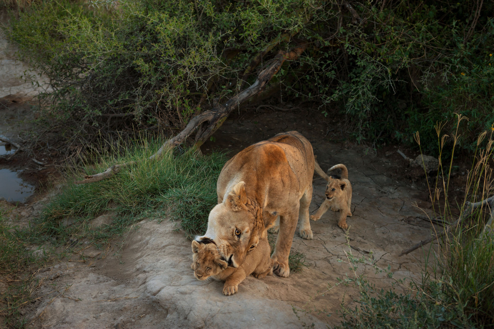 Сколько живут львы в дикой. Национальный парк Серенгети львы. Жизнь Льва в дикой природе. Лев обитает.