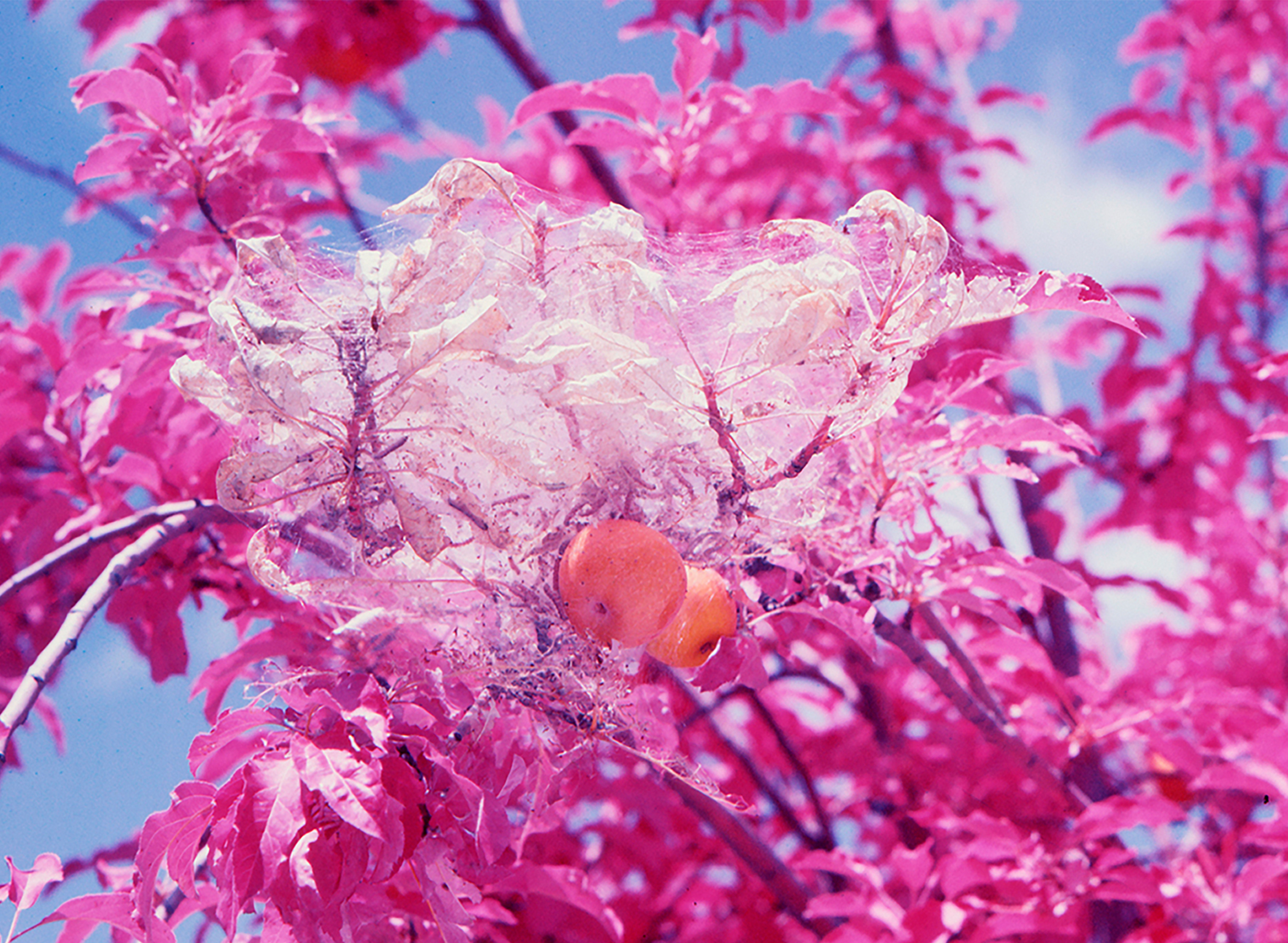 © Alejandra Aragón, Mexico, Shortlist, Latin America Professional Award, 2022 Sony World Photography Awards