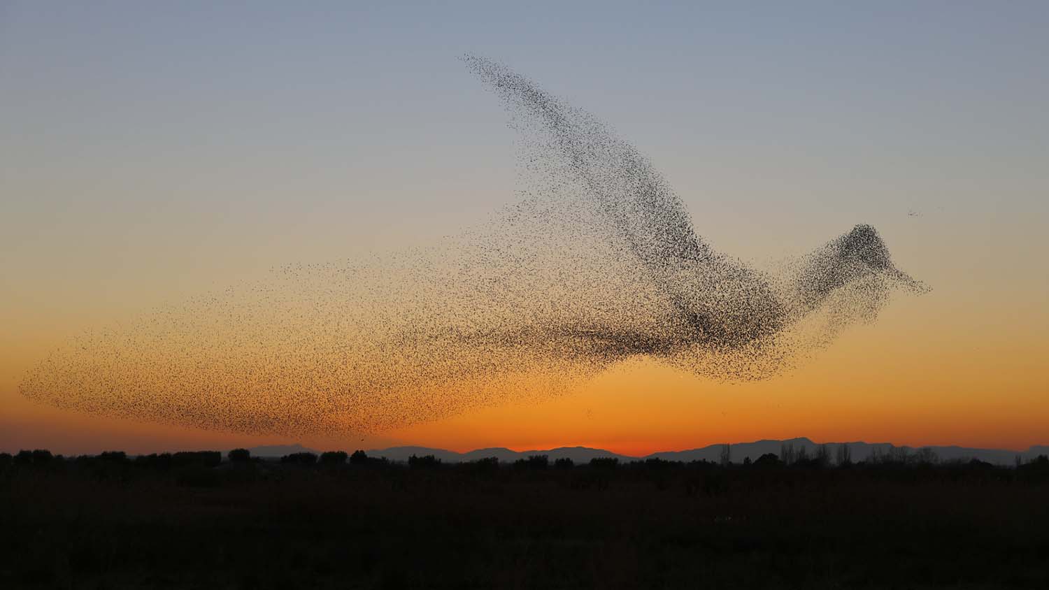 These are most amazing photos of starling murmurations | World Photography Organisation