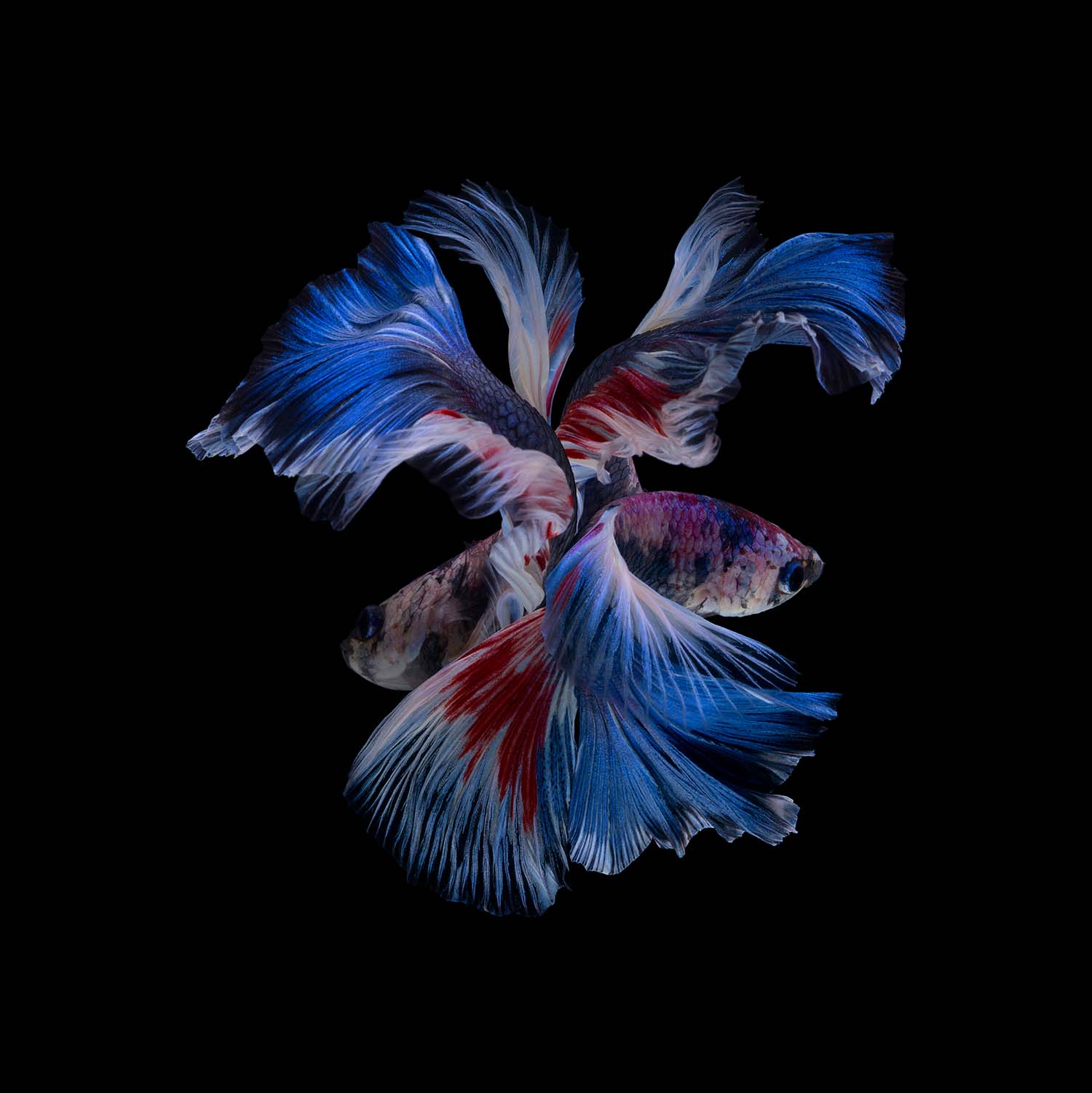 Top tips for photographing Mount Fuji and... Siamese fighting fish ...