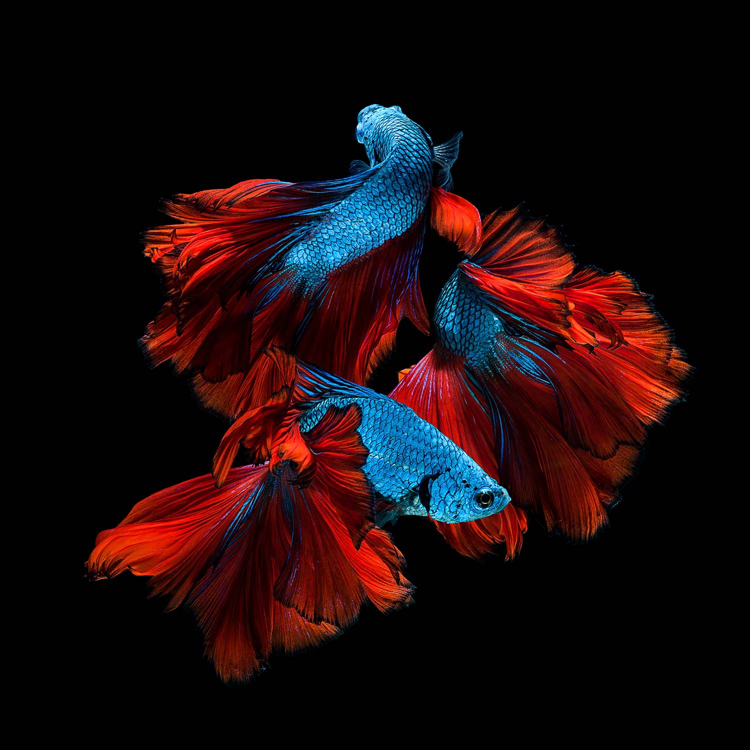 Top tips for photographing Mount Fuji and Siamese fighting fish