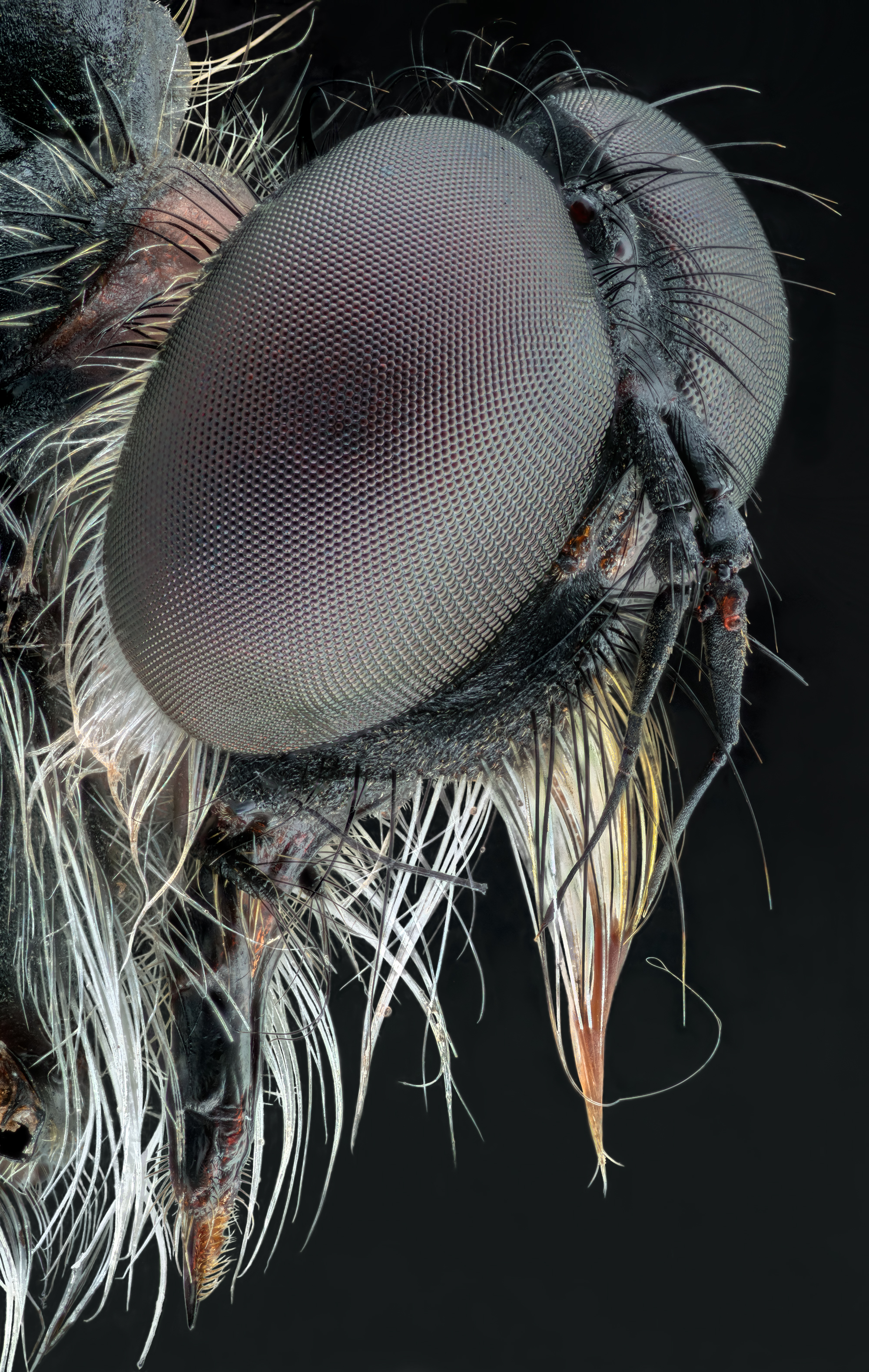 3rd Place; Extreme-Macro With Focus-Stacking in High-Magnifications by Adalbert Mojrzisch | Photography Organisation