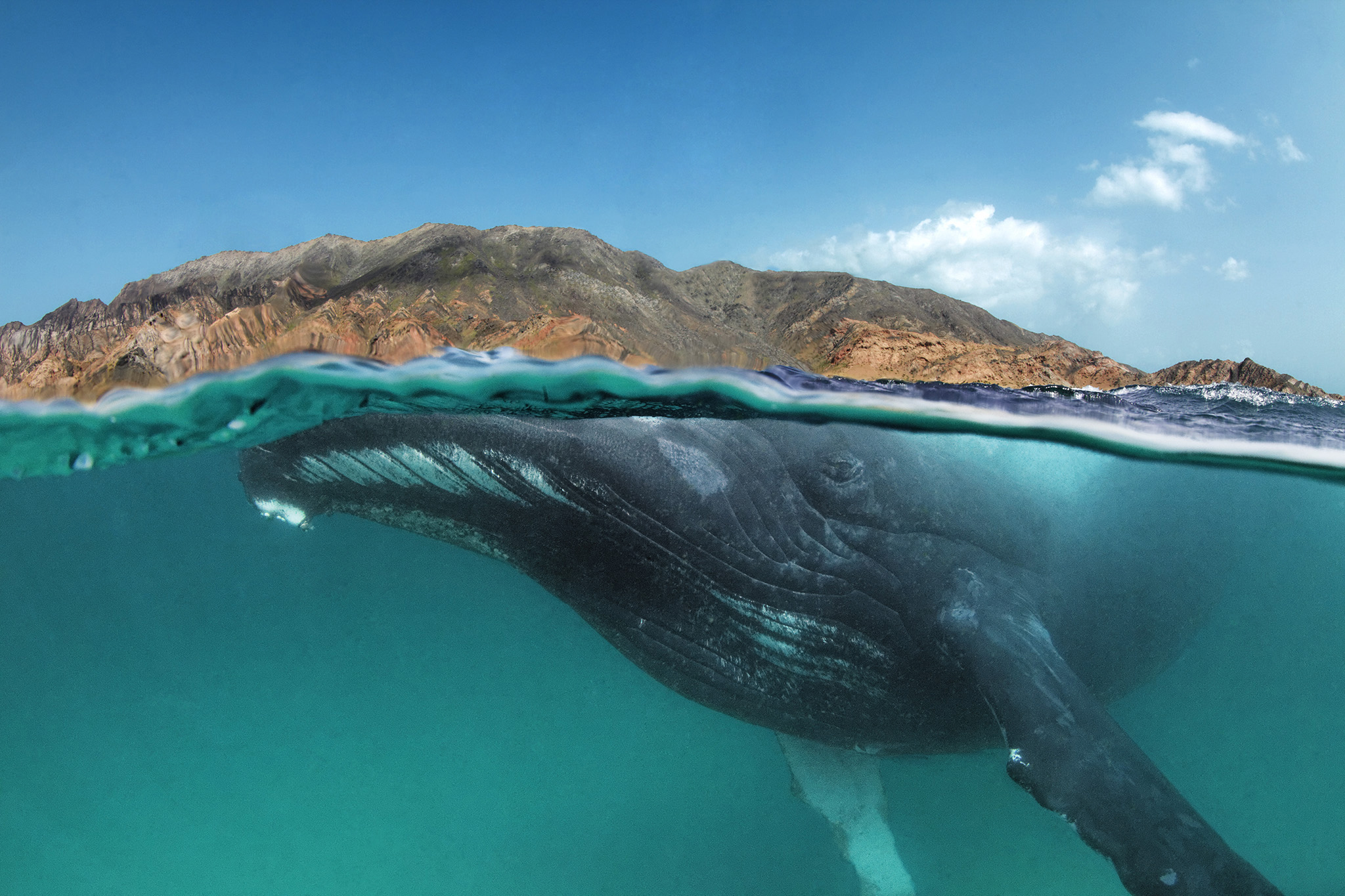 Большая масса океана. Киты в океане. Океан под водой. Кит в море. Подводный мир кит.