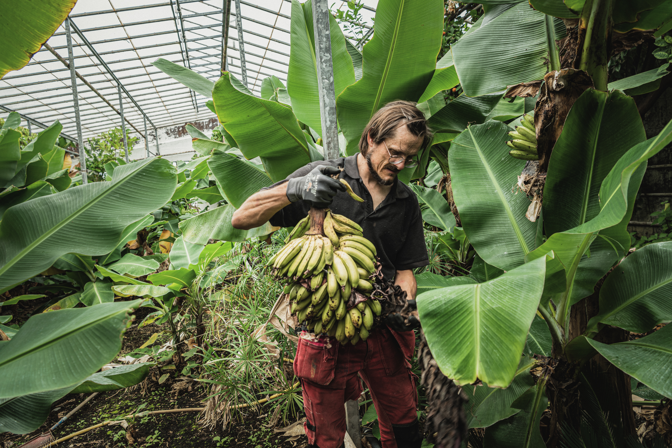 Страны выращивающие бананы. Банановые плантации Панама. Исландии банановые плантации. Бананы плантации. Мадагаскар бананы.