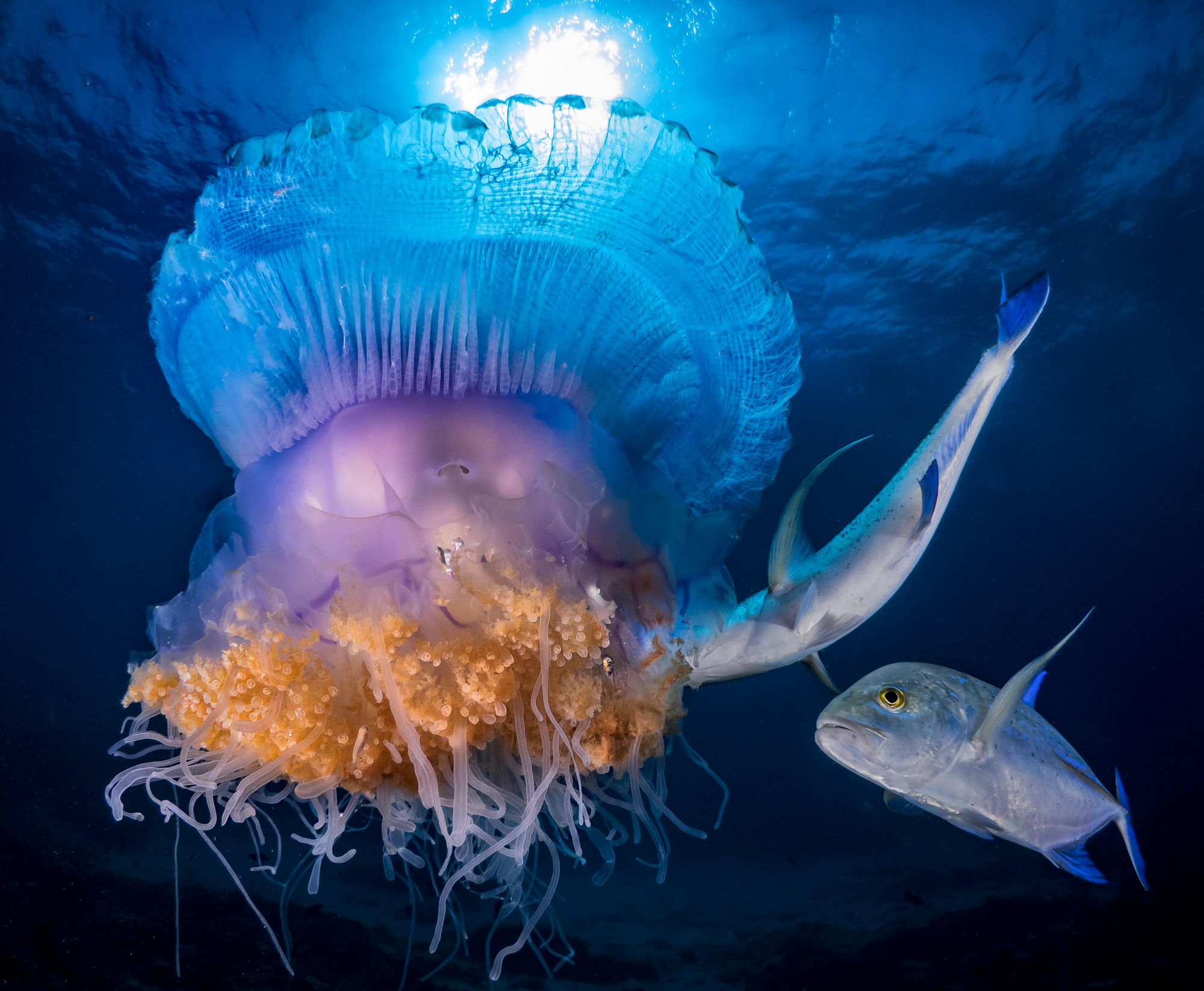 Сообщение удивительные обитатели океана. Морские жители. Обитатели морских глубин. Подводные жители. Странные морские обитатели.