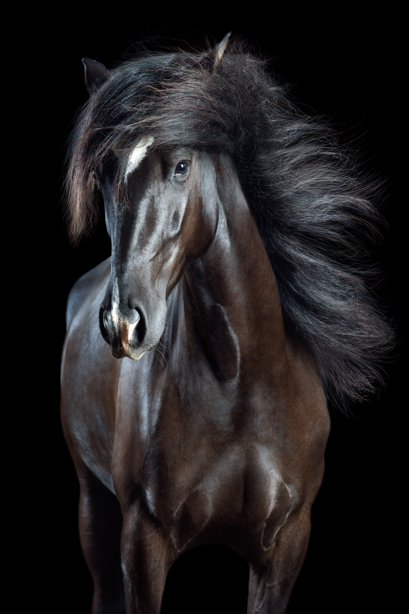 6,234 Horse Hair Styles Stock Photos, High-Res Pictures, and Images - Getty  Images