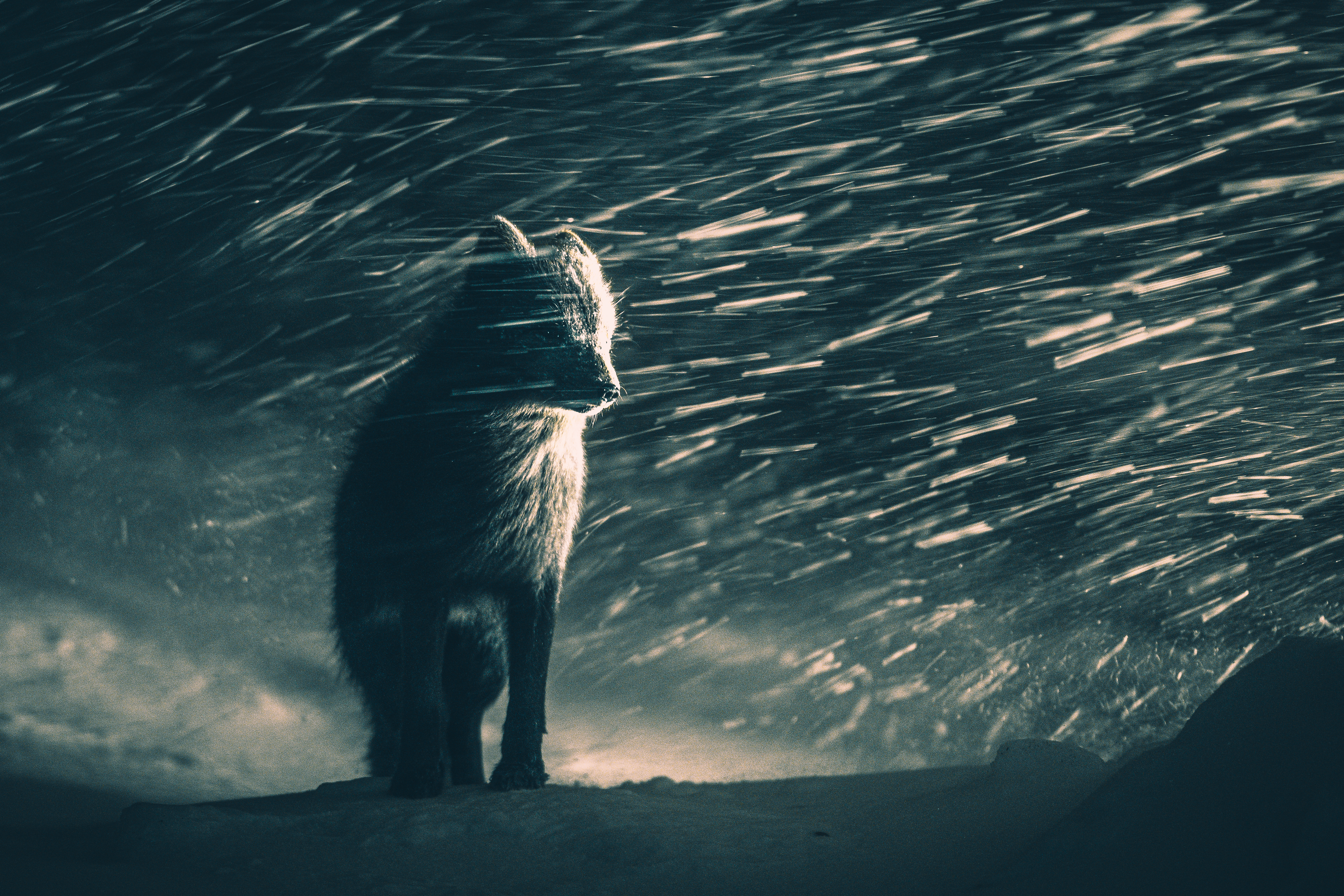 An arctic fox faces a blizzard in this low-light photograph.