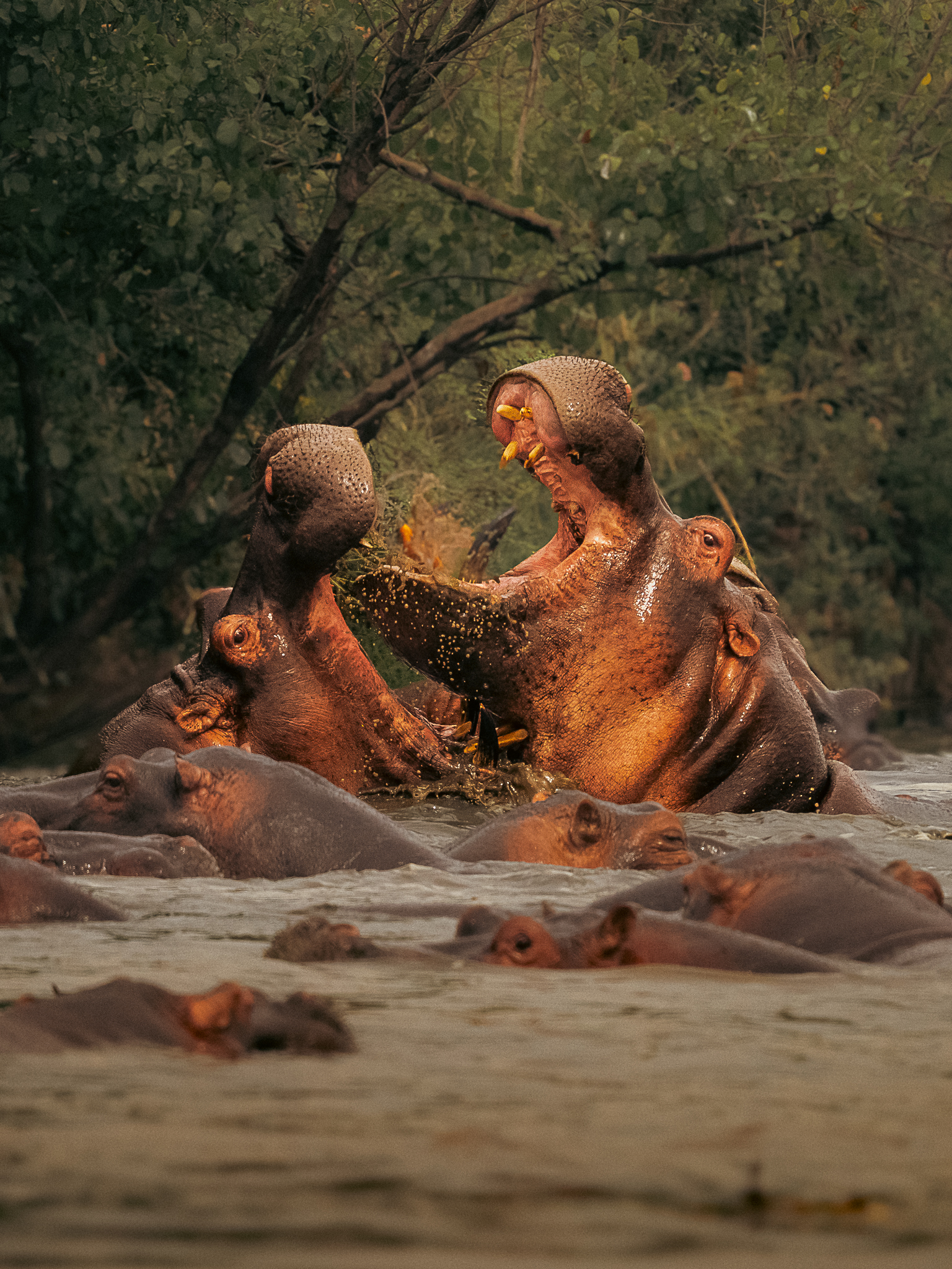 © Brian Fryburg, United States, entry, Single Image competition, Natural World & Wildlife, Sony World Photography Awards 2027