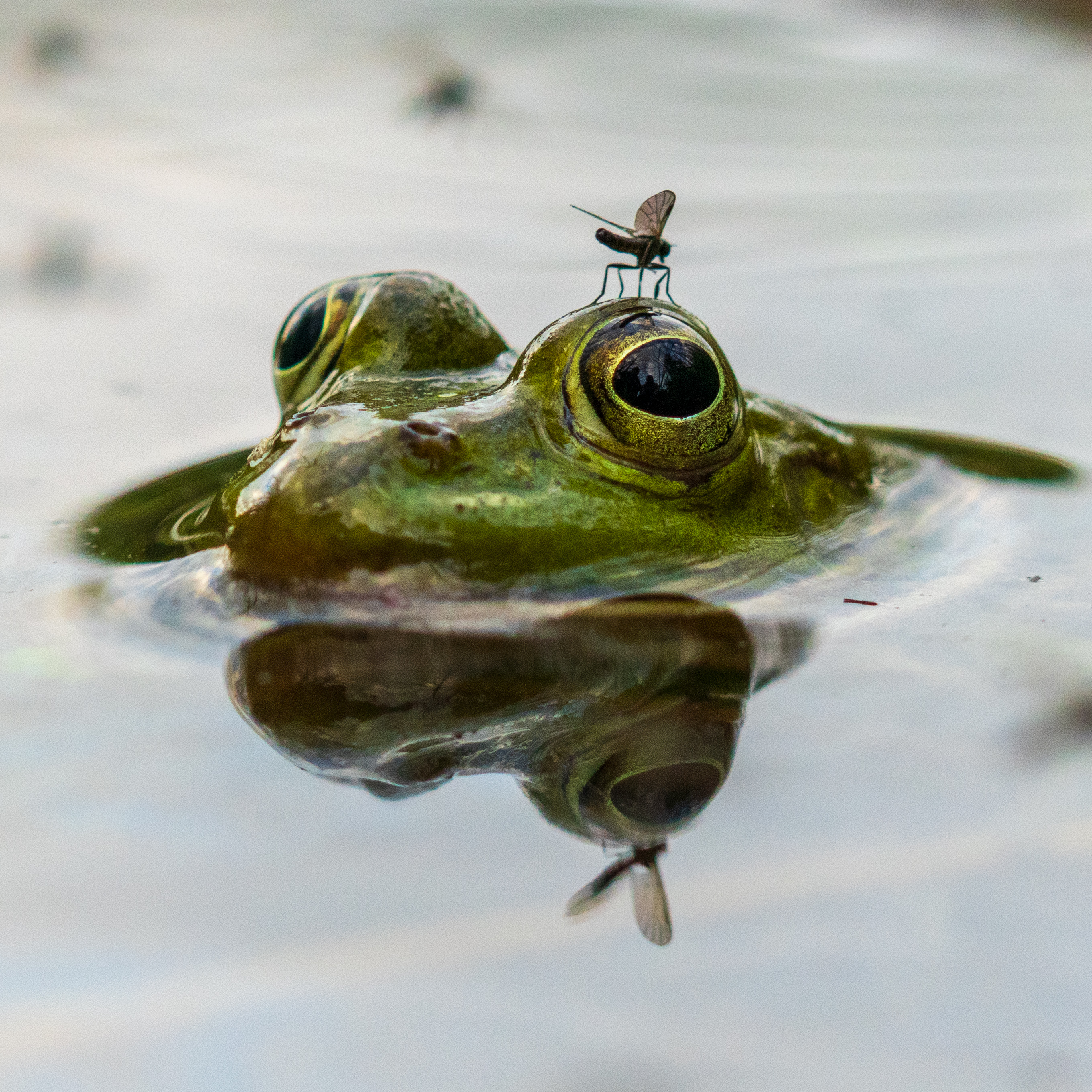 © Michał Supiński, Poland, entry, Single Image competition, Natural World & Wildlife, Sony World Photography Awards 2027