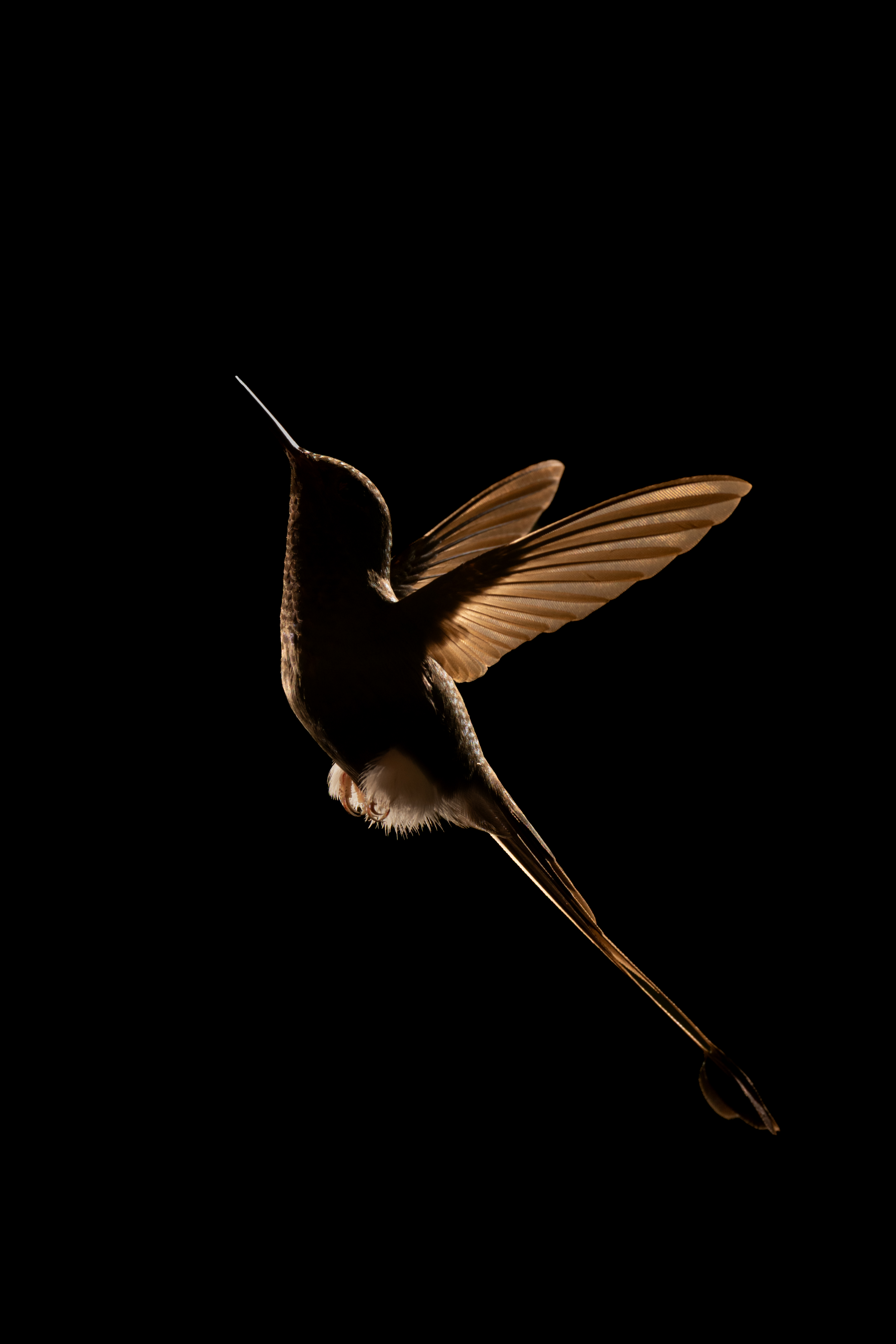 © Nick Dale, United Kingdom, entry, Single Image competition, Animal Portraits, Sony World Photography Awards 2027