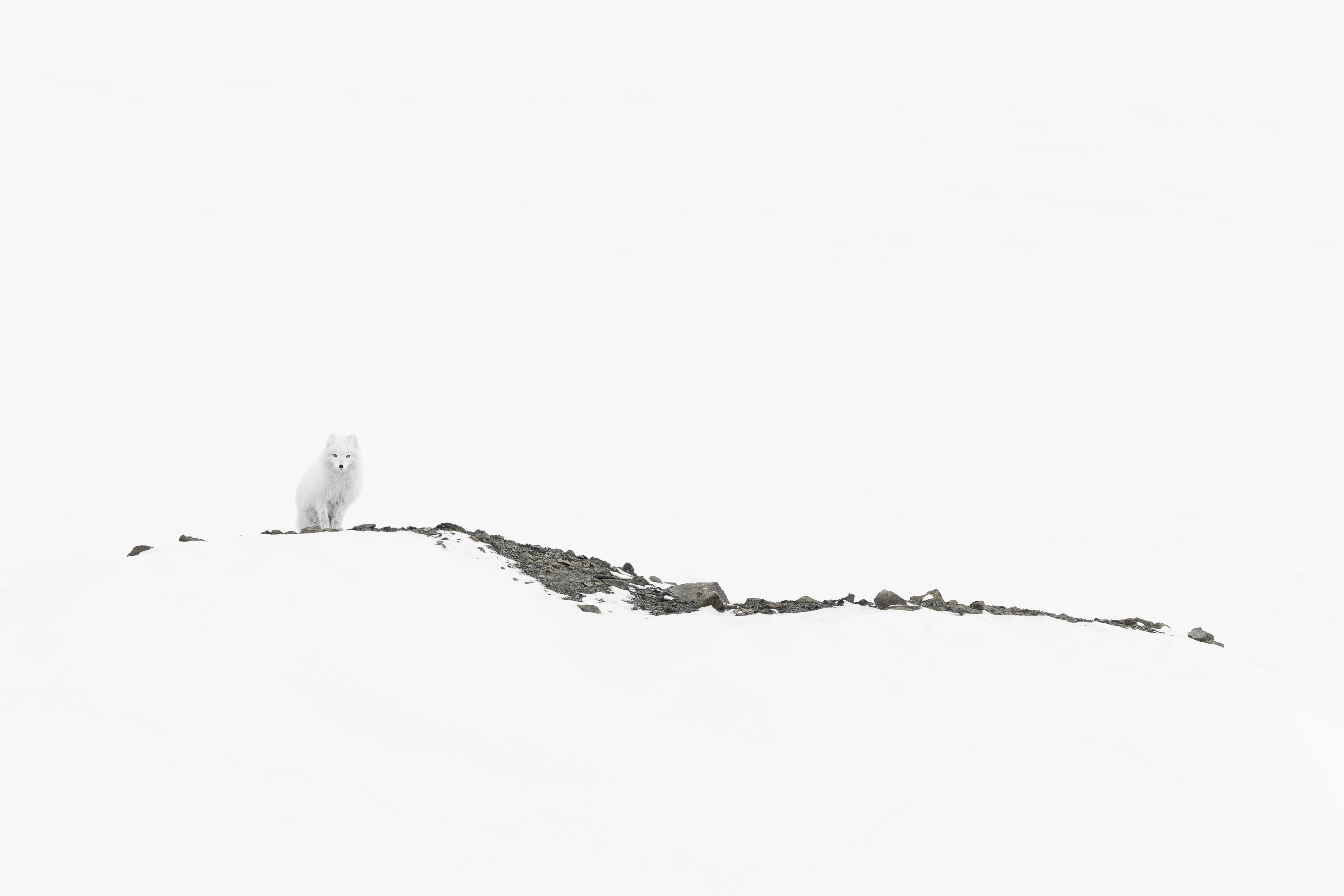 © Joshua Holko, Australia, entry, Single Image competition, Natural World & Wildlife, Sony World Photography Awards 2027