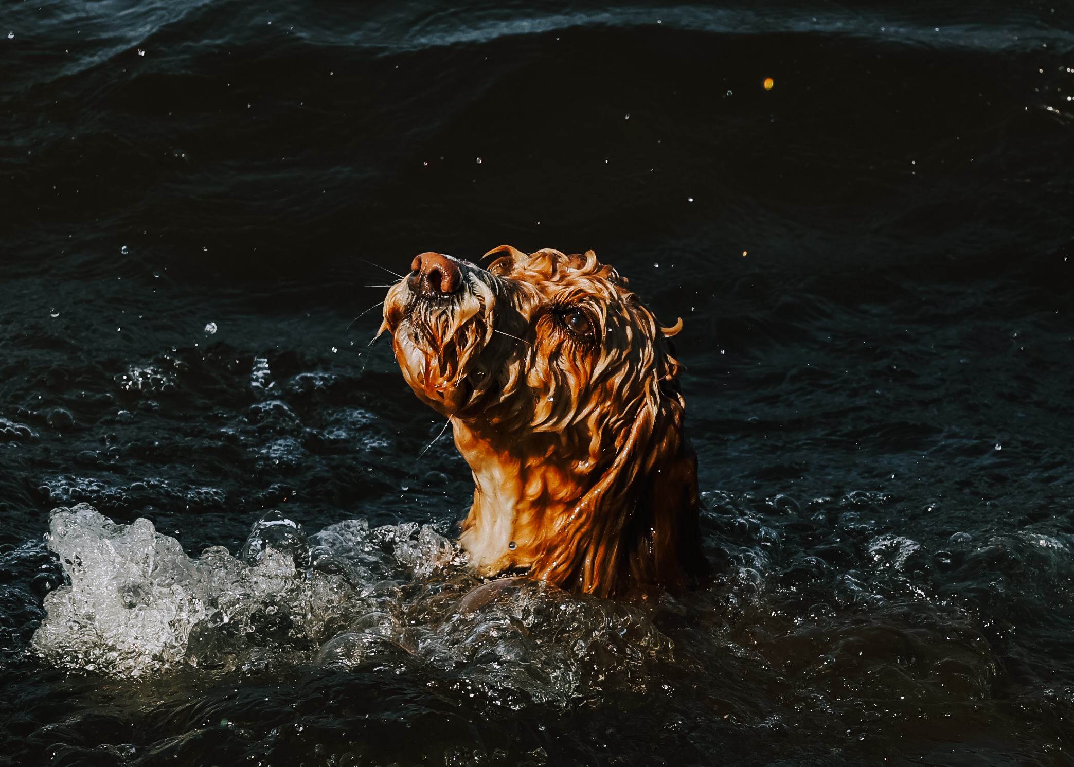 © Troy Baines, United Kingdom, entry, Single Image competition, Animal Portraits, Sony World Photography Awards 2027