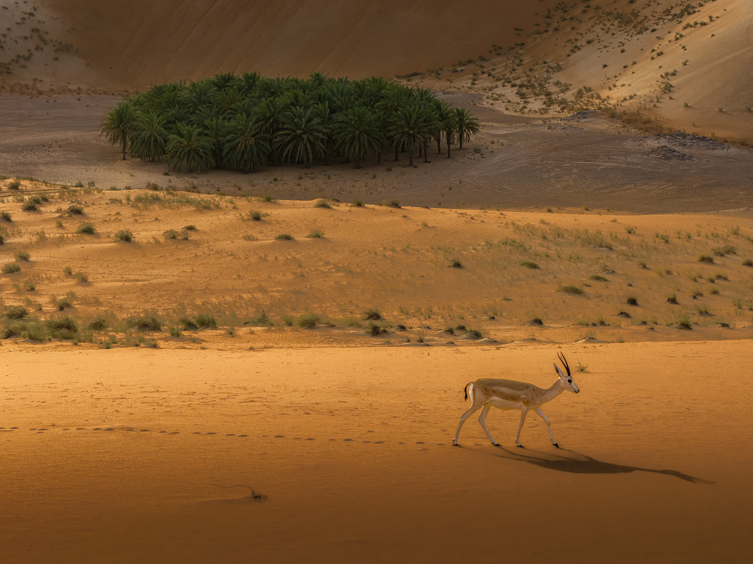 © Sultan Alnaqeeb, United Arab Emirates, entry, Single Image competition, Natural World & Wildlife, Sony World Photography Awards 2027