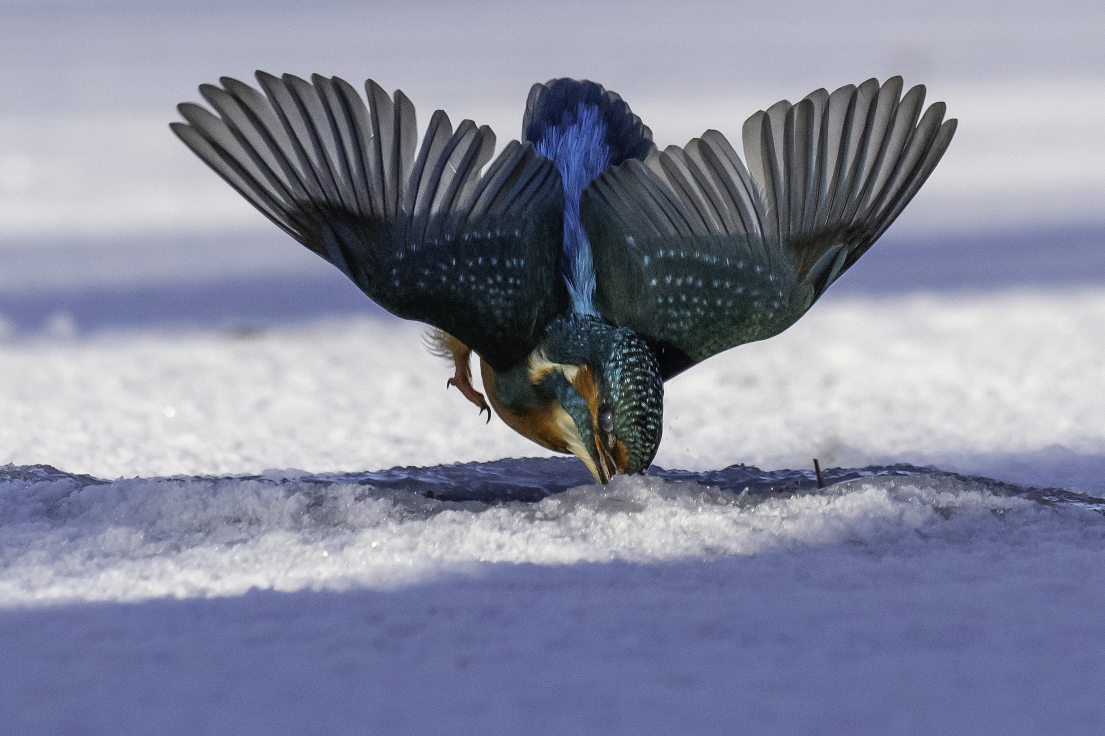 Sony World Photography Awards: Eight Single Image Picks