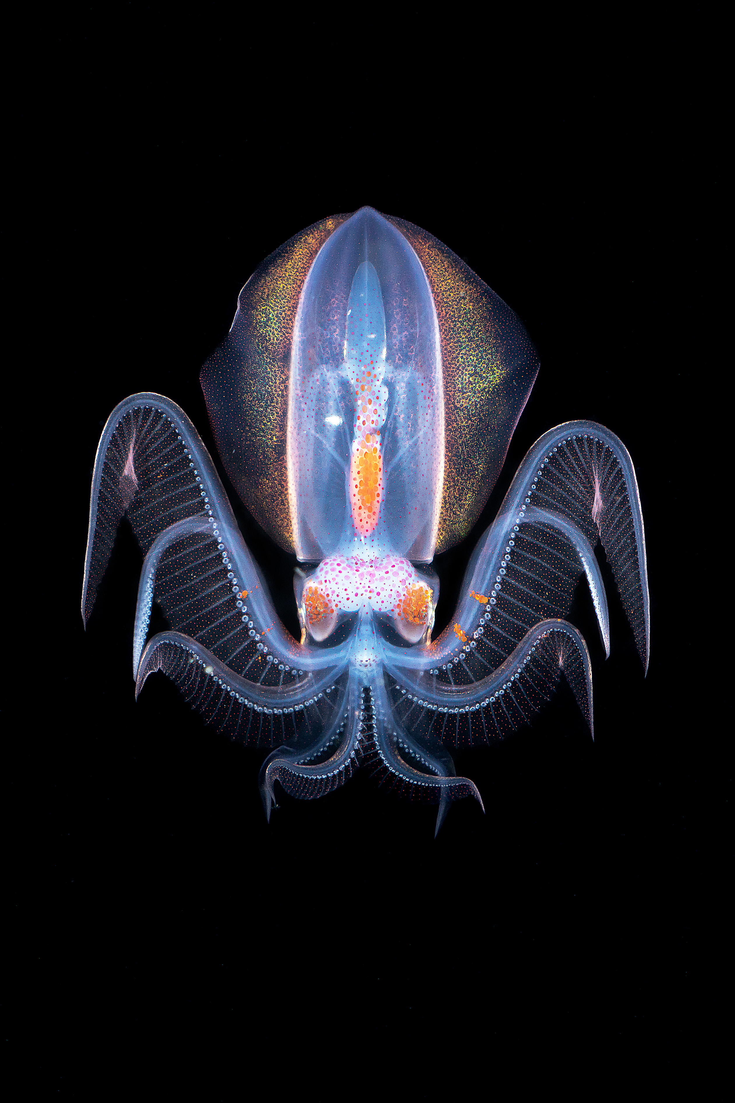 © 剑 申, China Mainland, entry, Single Image competition, Animal Portraits, Sony World Photography Awards 2027