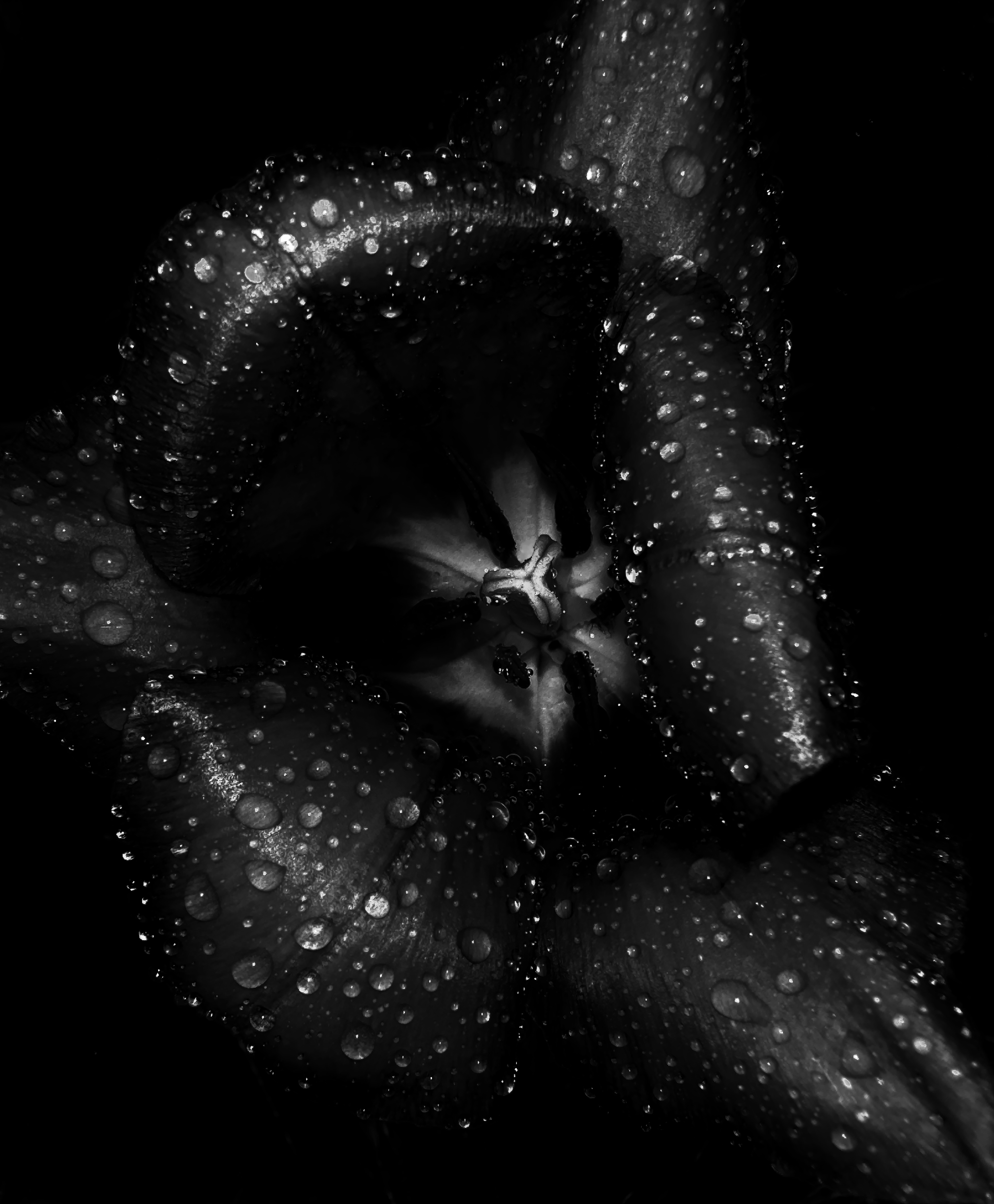 © Tiffany Bumgardner, United States, entry, Single Image competition, Natural World & Wildlife, Sony World Photography Awards 2027