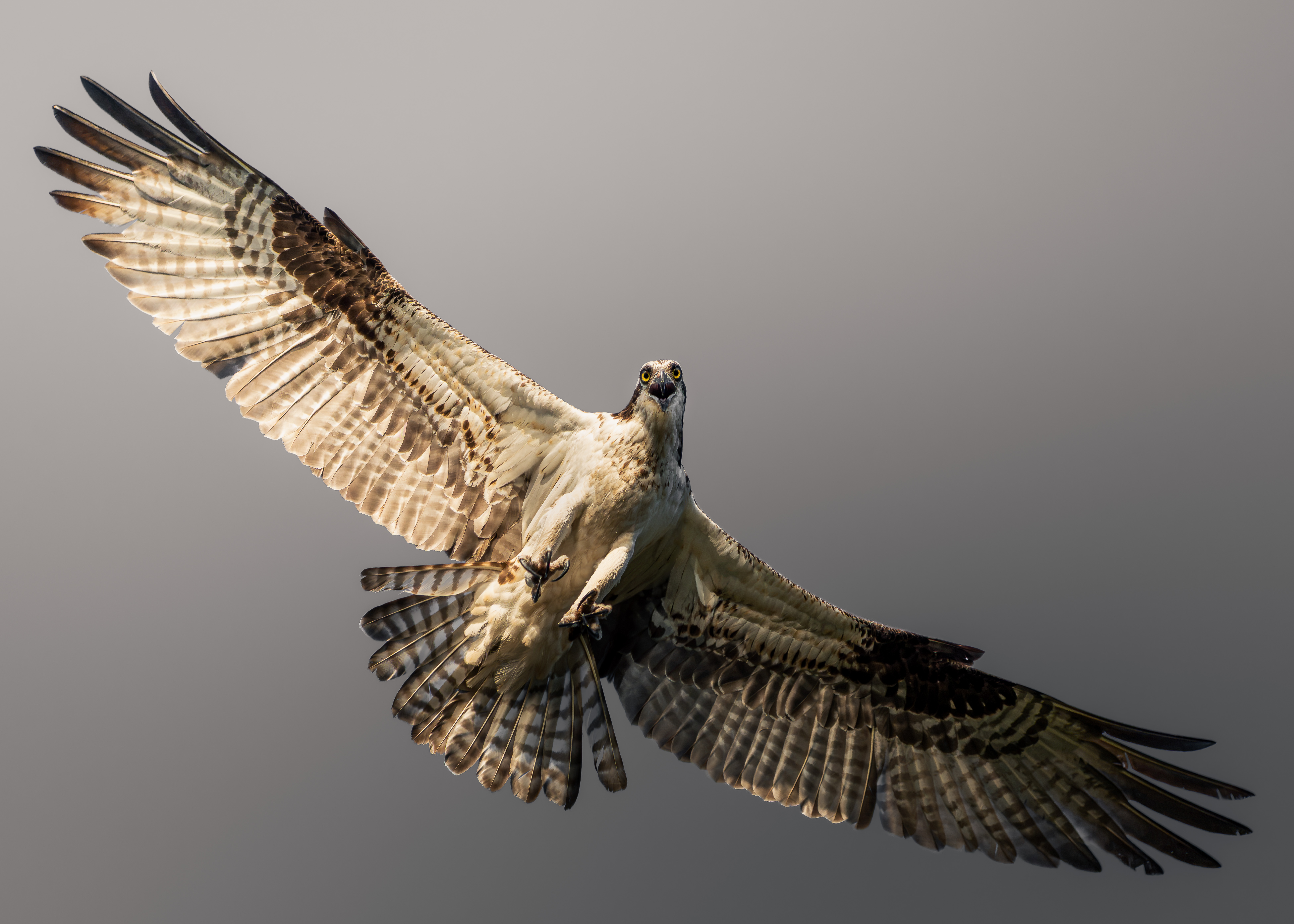 © Dmytro Koplyk, Ukraine, entry, Single Image competition, Natural World & Wildlife, Sony World Photography Awards 2027