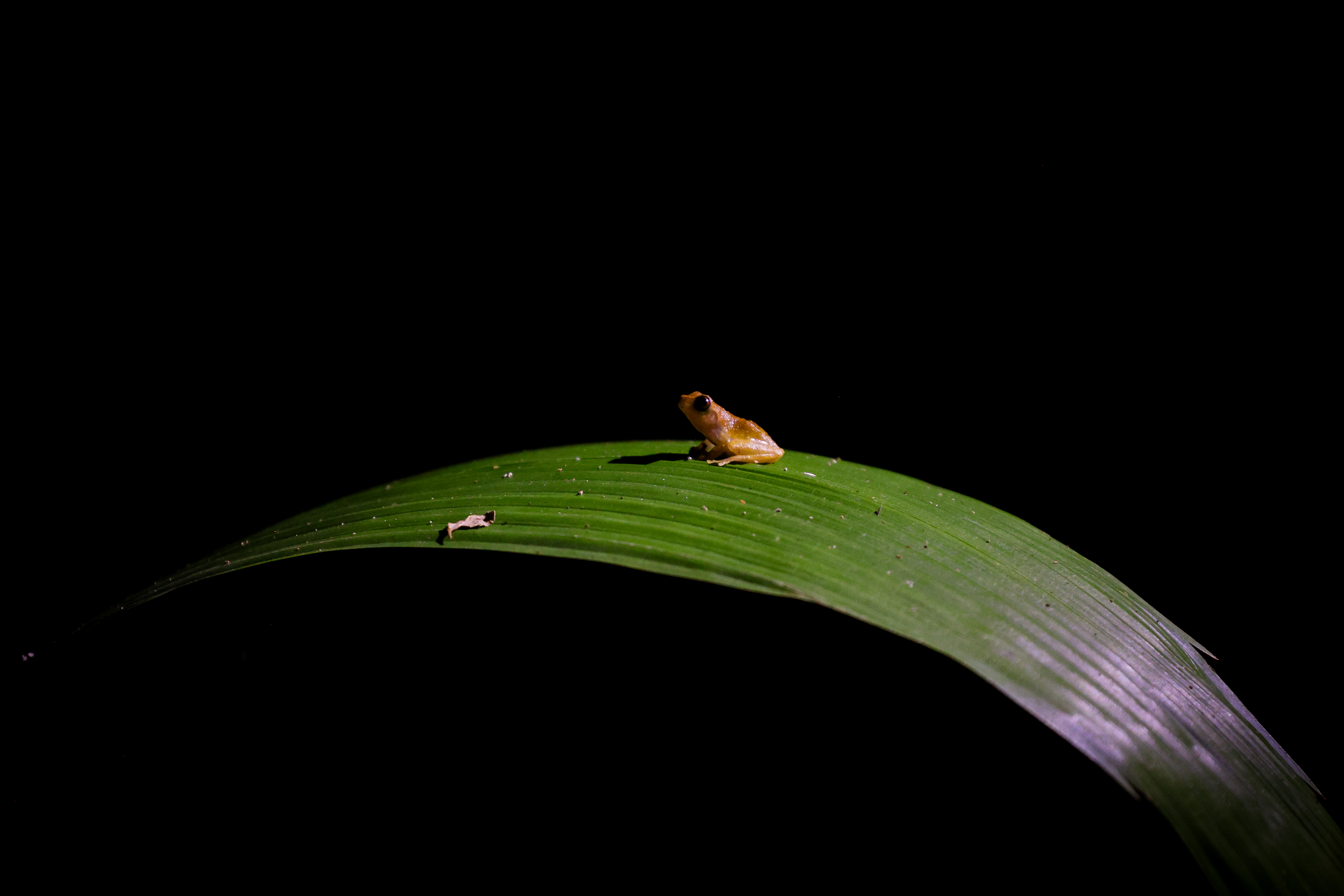 © Guillermo García, Spain, entry, Single Image competition, Animal Portraits, Sony World Photography Awards 2027