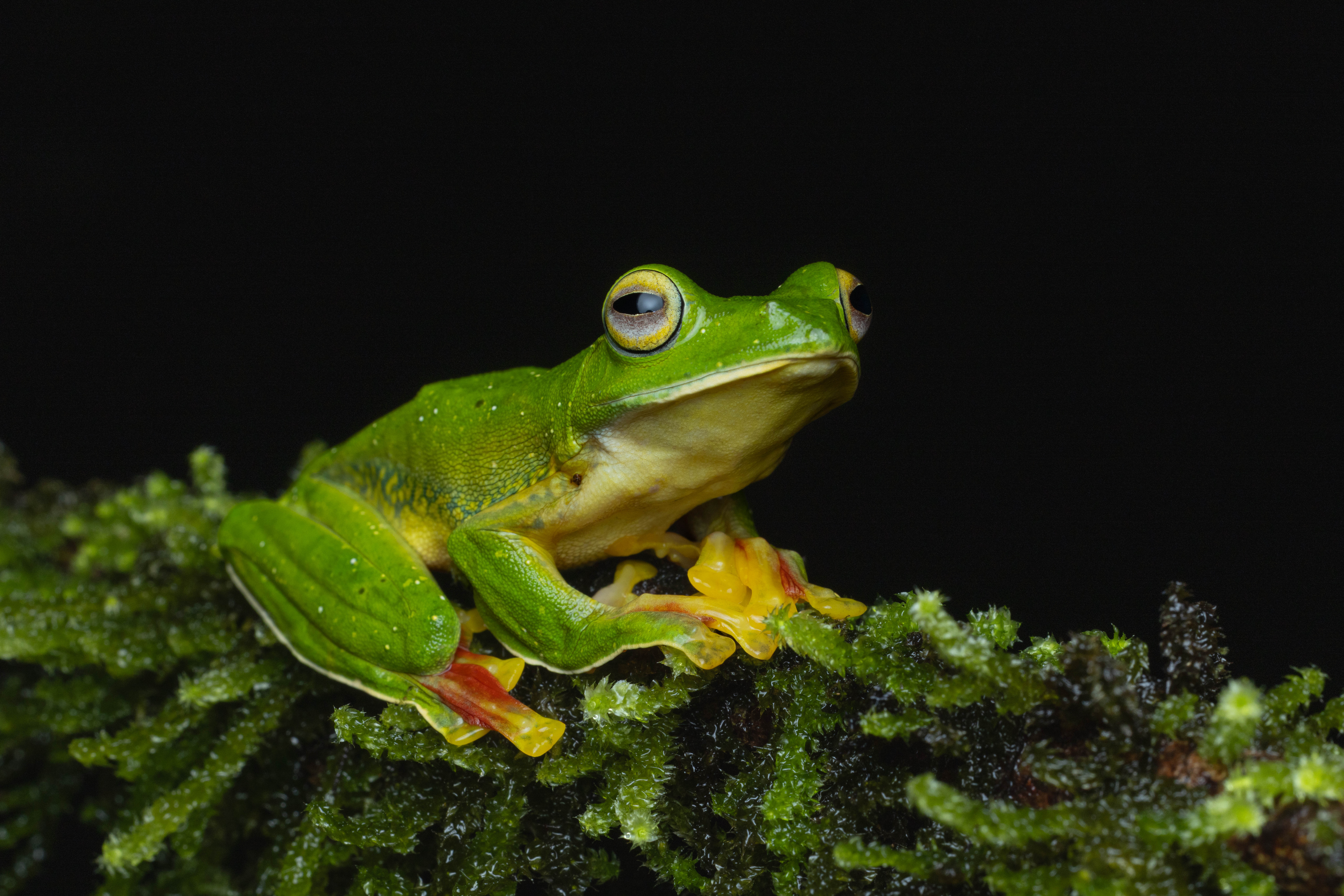 © Vasu Vashishtha, India, entry, Single Image competition, Animal Portraits, Sony World Photography Awards 2027