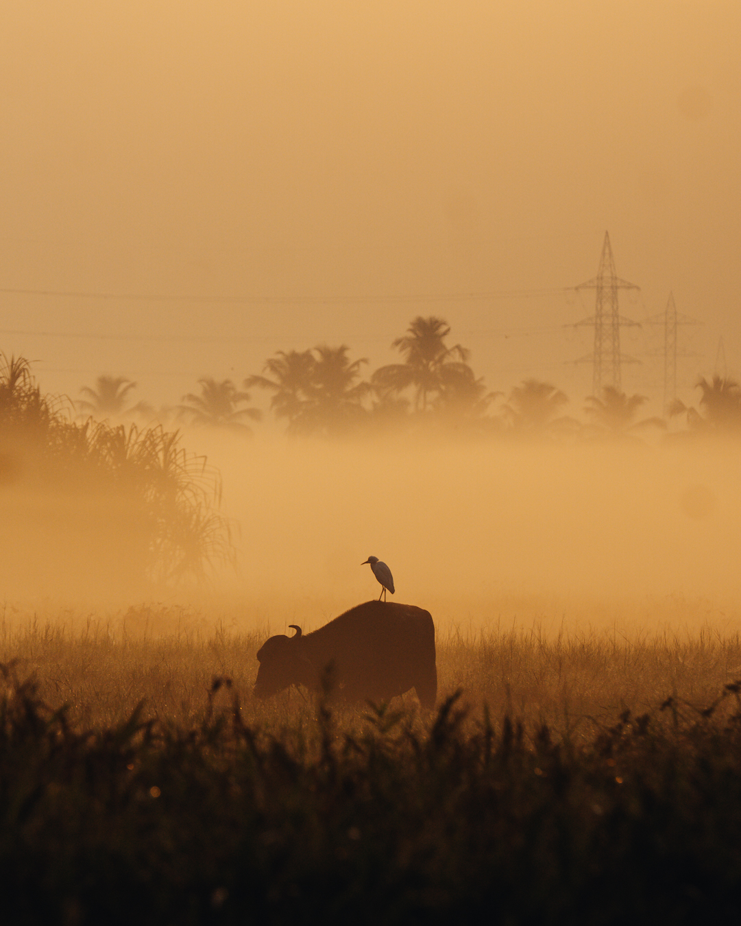 © Devansh Pappu Patil, India, entry, Single Image competition, Natural World & Wildlife, Sony World Photography Awards 2027
