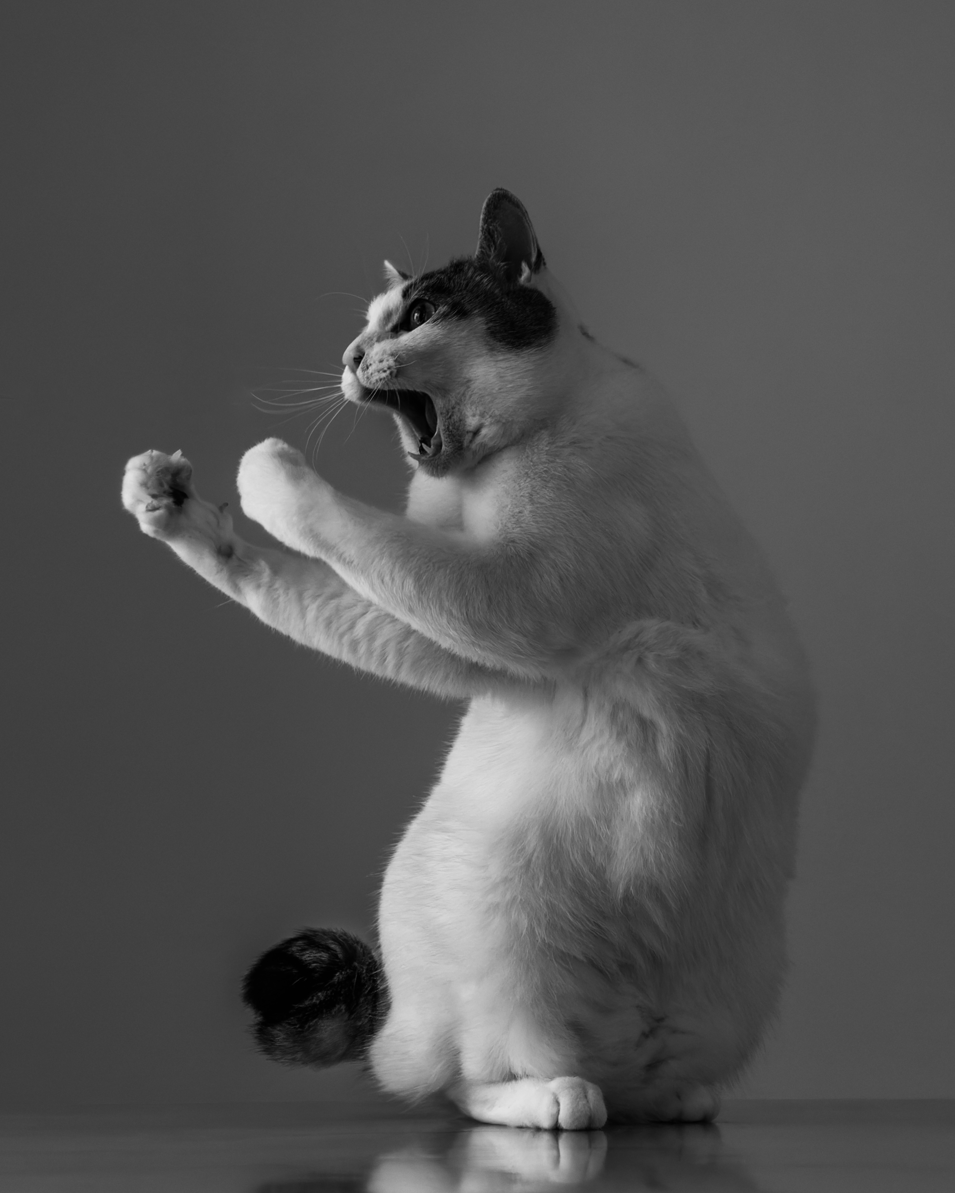 © Kazutoshi Ono, Japan, entry, Single Image competition, Animal Portraits, Sony World Photography Awards 2027