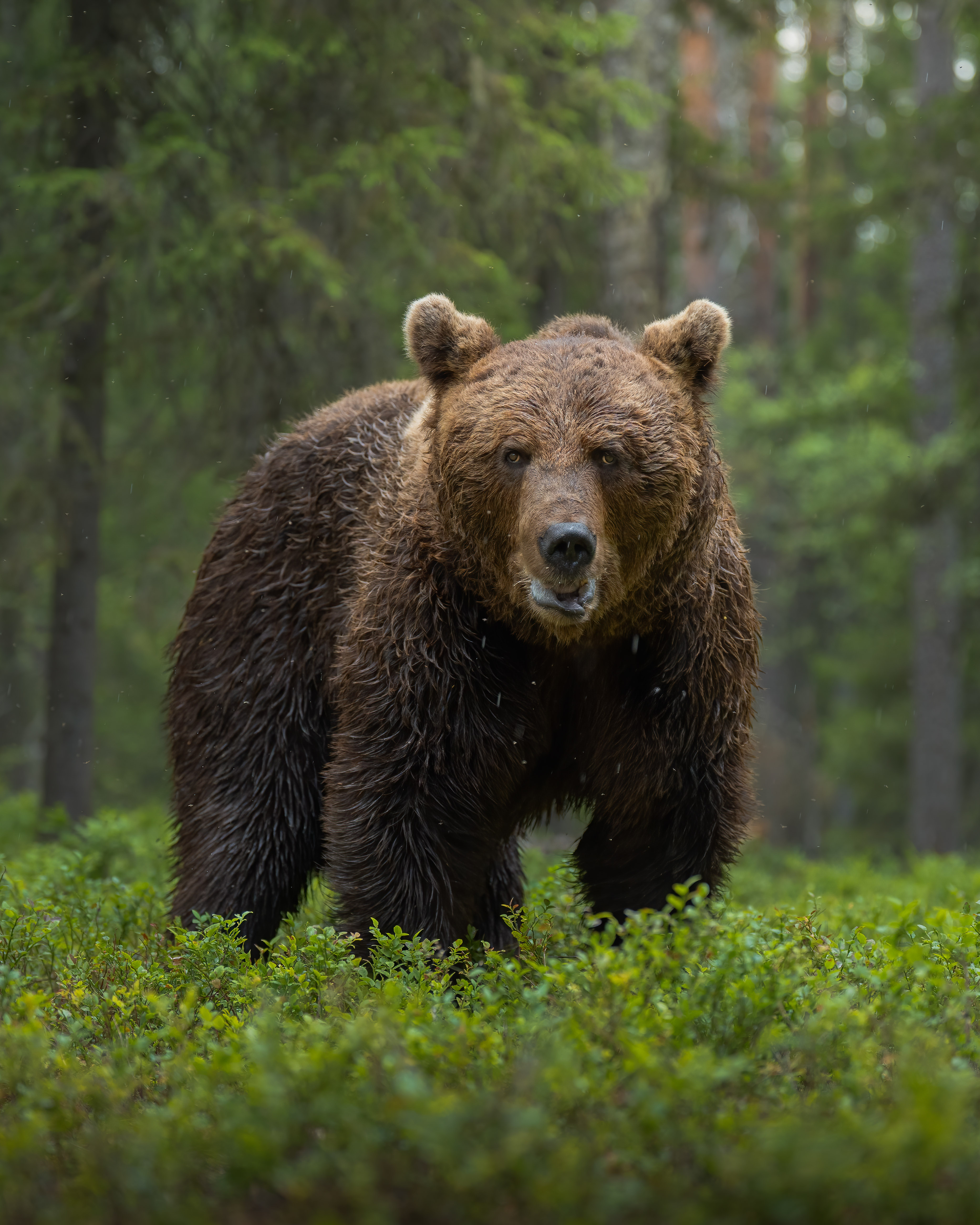 © Lukas Andree Andersen, Denmark, entry, Open Competition, Natural World & Wildlife, 2026 Sony World Photography Awards