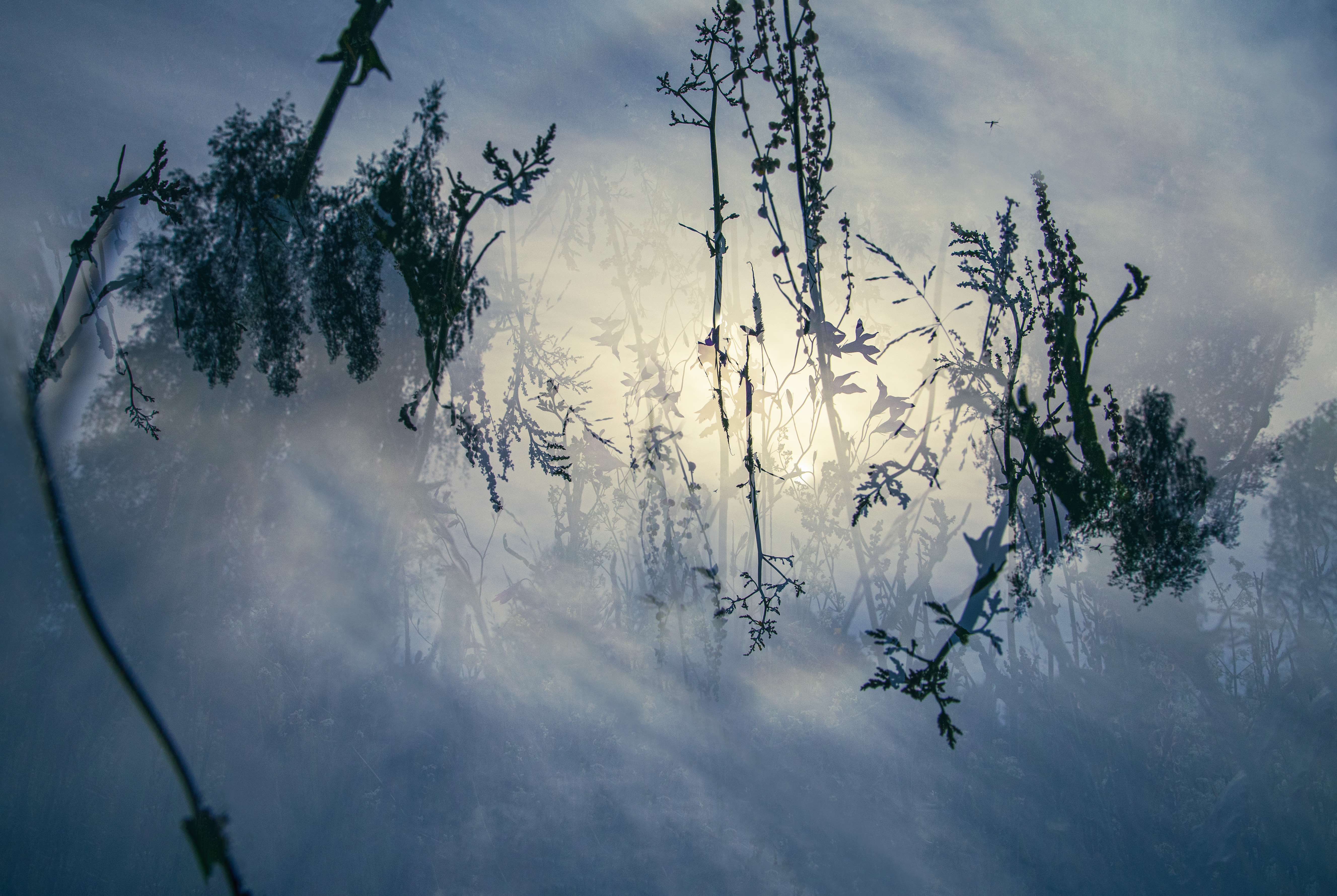 © Sigita Rusina, Latvia, entry, Open Competition, Natural World & Wildlife, 2026 Sony World Photography Awards