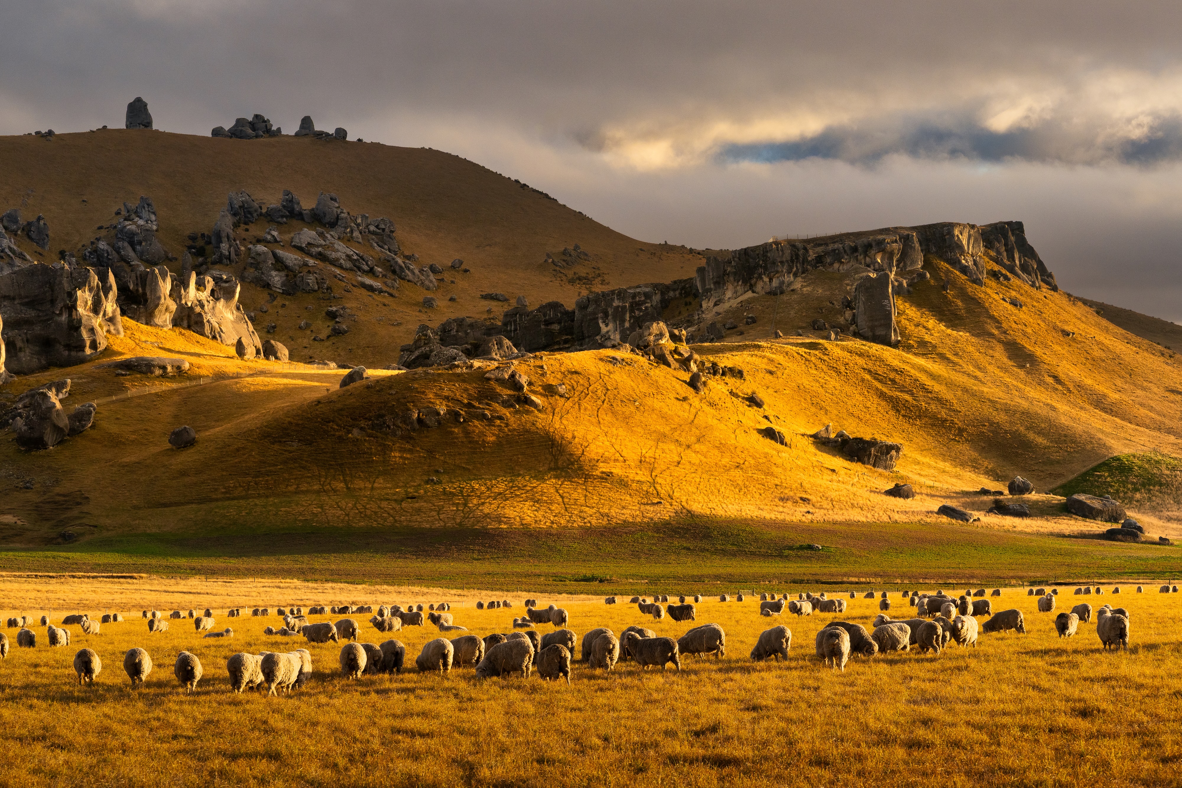 A photograph of a landscape with sheep