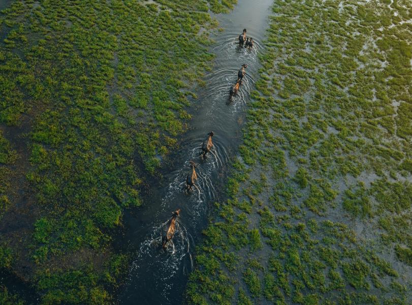 © Lahiru Iddamalgoda, Sri Lanka, Winner, National Awards, Sony World Photography Awards 2026