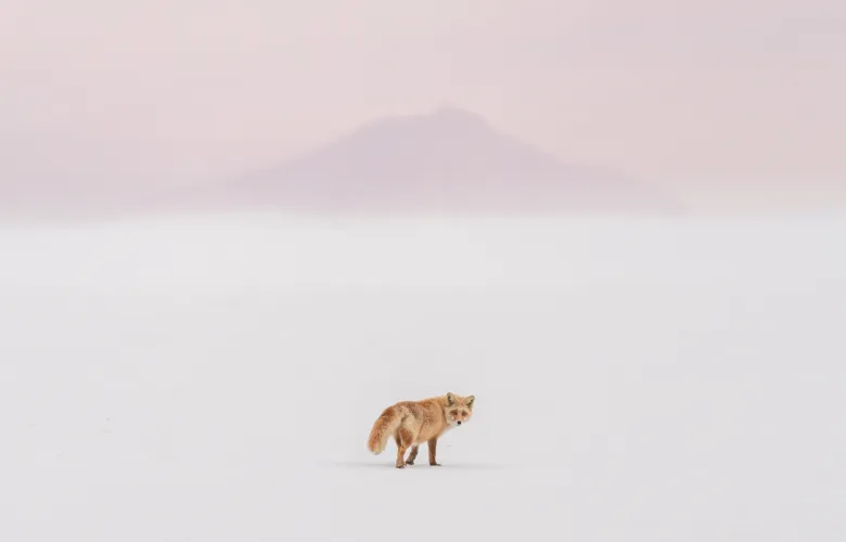 © Yuta Doto, Japan, entry, Open competition, Natural World &amp; Wildlife, 2021 Sony World Photography Awards