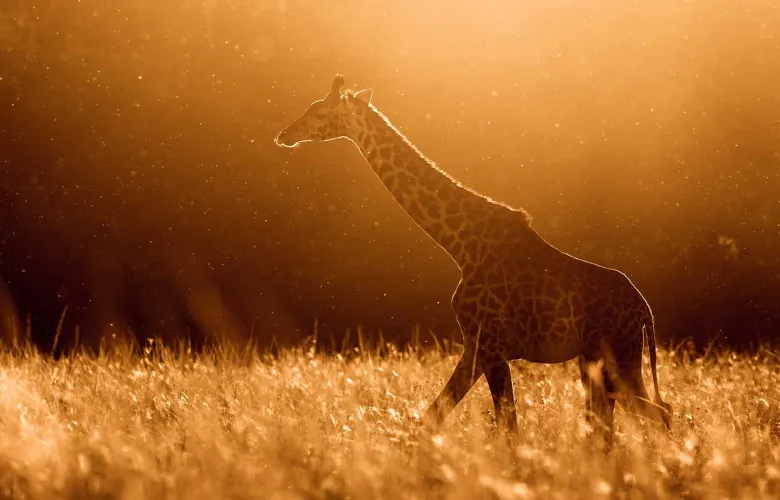© James Rogerson, UK, Entry, Wildlife