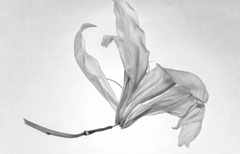 © Seizo Mori, Japan, Shortlist, Professional competition, Still Life , 2018 Sony World Photography Awards