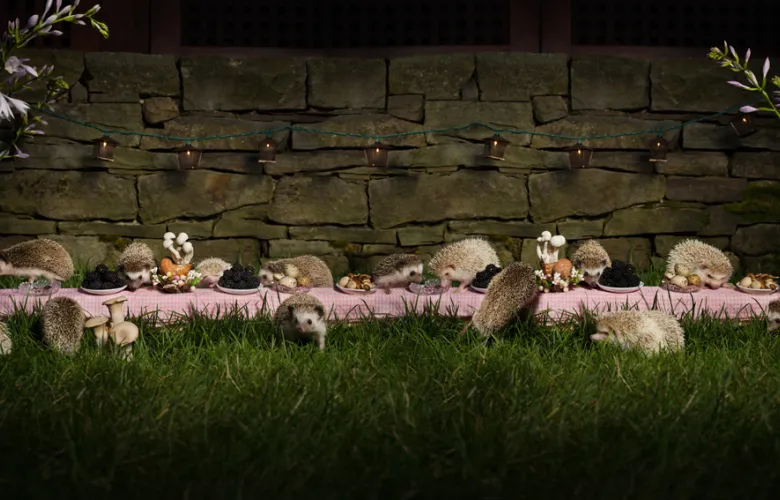 The Hedgehog Feast - © Claire Rosen