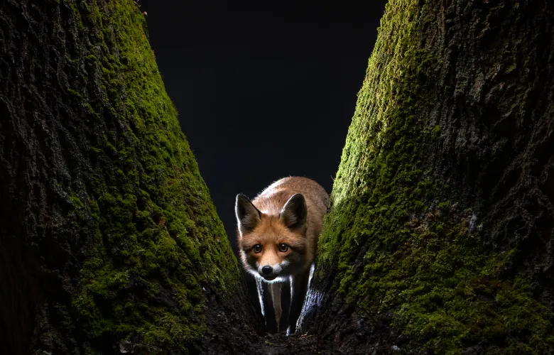 Observing Fox