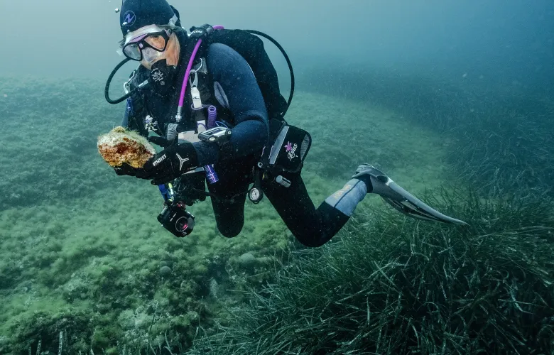 Replanting Corals in the Mediterranean