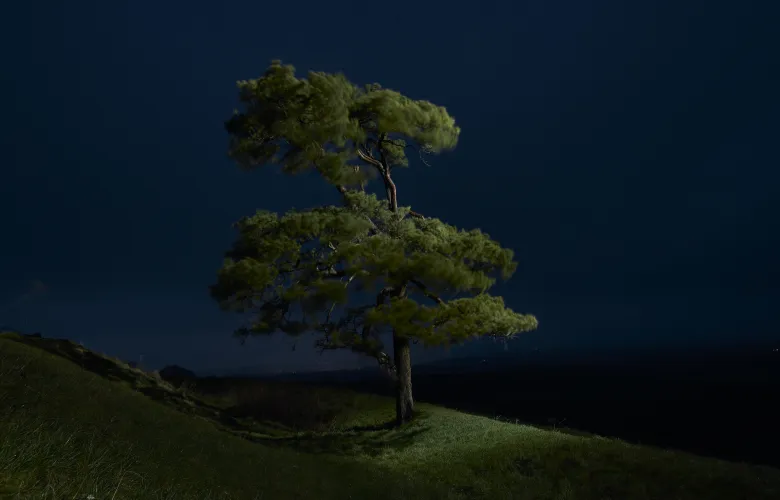Tree 7