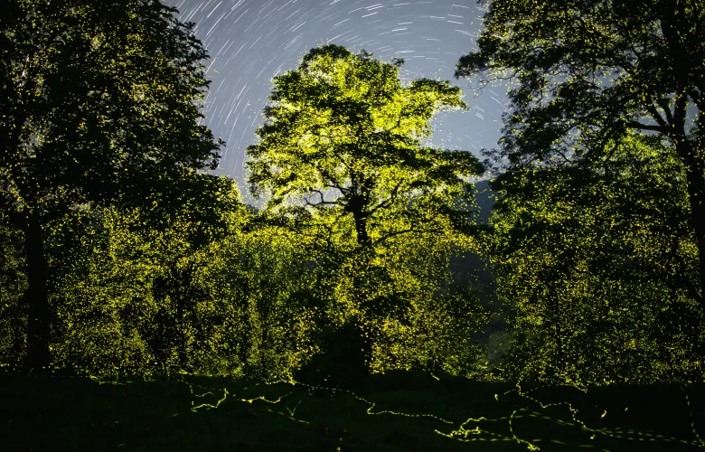 © Sriram Murali, India, Finalist, Professional competition, Wildlife & Nature, 2023 Sony World Photography Awards