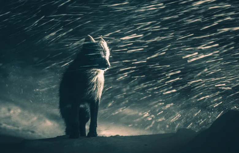 An arctic fox faces a blizzard in this low-light photograph.