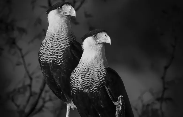 4SWPA20232520PAIR%25204MB