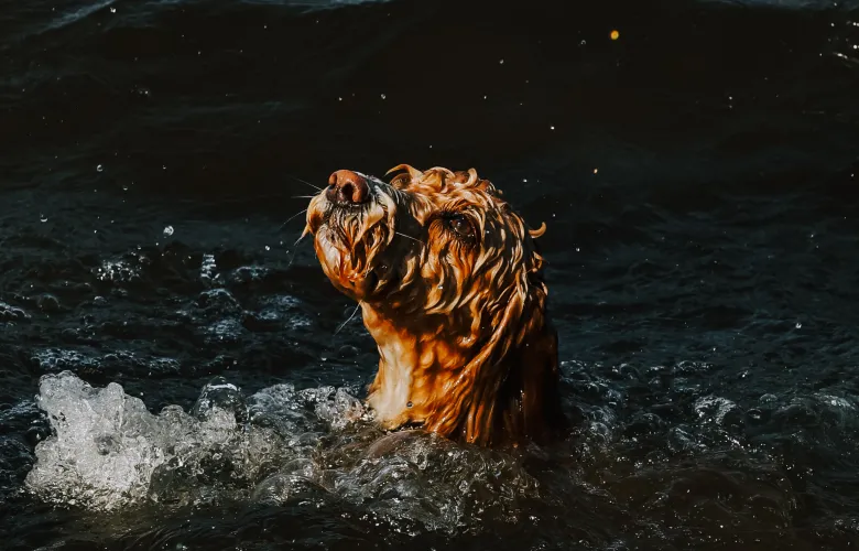 © Troy Baines, United Kingdom, entry, Single Image competition, Animal Portraits, Sony World Photography Awards 2027
