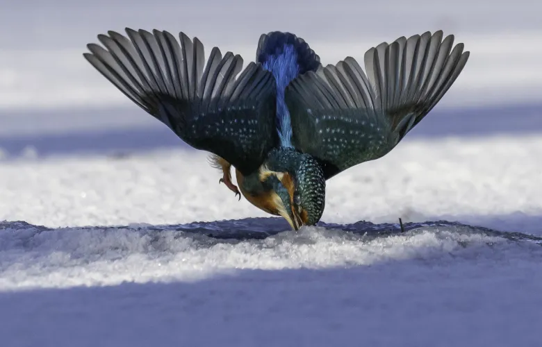© Peter Crowe, United Kingdom, entry, Single Image competition, Natural World & Wildlife, Sony World Photography Awards 2027