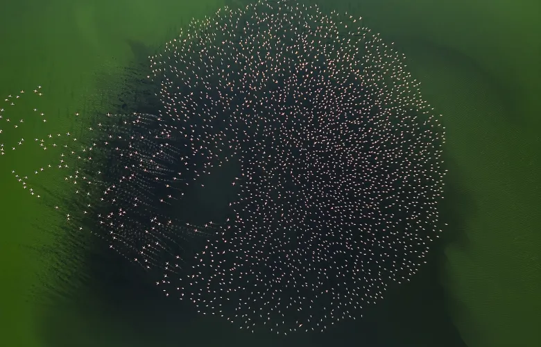 © Serpil Eroglu, Türkiye, entry, Open Competition, Natural World & Wildlife, 2026 Sony World Photography Awards.jpg