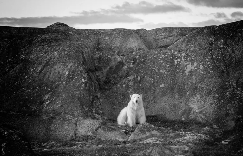 © Cliff Black, Canada, entry, Open Competition, Natural World & Wildlife, 2026 Sony World Photography Awards