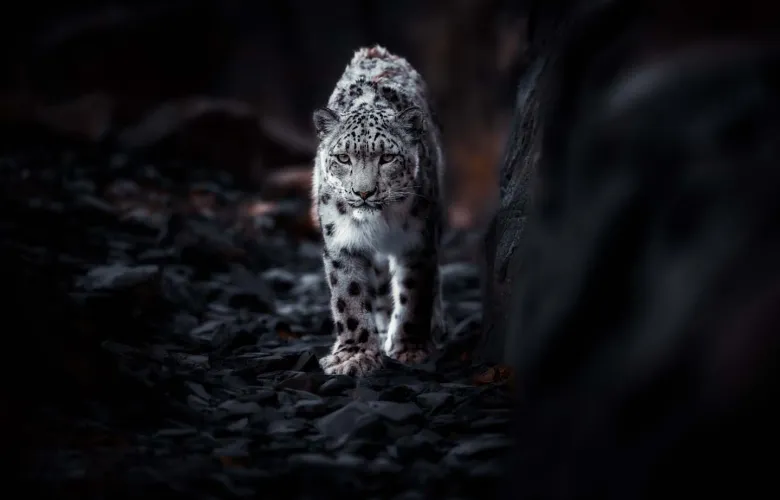 © Christopher Johnson, United Kingdom, entry, Open Competition, Natural World & Wildlife, 2026 Sony World Photography Awards