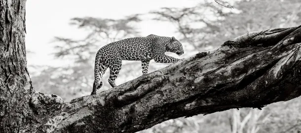 Monde naturel et vie sauvage