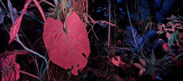 Environment