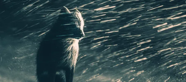 โลกธรรมชาติและสัตว์ป่า
