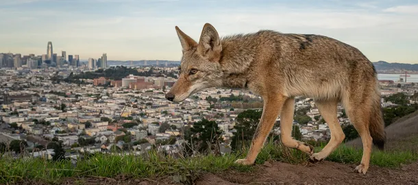 Wildlife & Nature